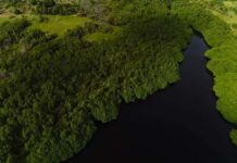 Les mangroves au Bénin : Ces remparts contre les chocs climatiques, l’urgence de les restaurer et de les préserver Les mangroves au Bénin : Ces remparts contre les chocs climatiques, l’urgence de les restaurer et de les préserver