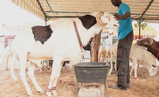 Un mouton vendu à 50 millions scandalise la toile (vidéo) Un mouton vendu à 50 millions scandalise la toile (vidéo)