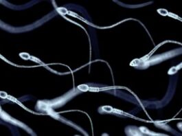Éjaculer plus fréquemment peut améliorer la qualité des…, selon nouvelle étude Éjaculer plus fréquemment peut améliorer la qualité des spermatozoïdes, selon nouvelle étude