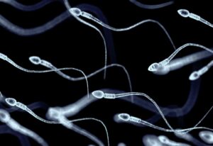 Ejaculation Éjaculer plus fréquemment peut améliorer la qualité des spermatozoïdes, selon nouvelle étude