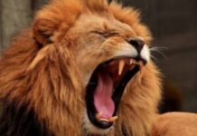 Togo : un lion blessé et en totale liberté prétendument aperçu Togo : un lion blessé et en totale liberté prétendument aperçu