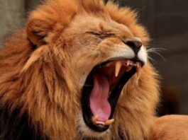 Togo : un lion blessé et en totale liberté prétendument aperçu